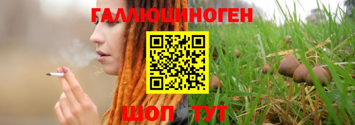 Галлюциногенные грибы Psilocybine cubensis Вязьма